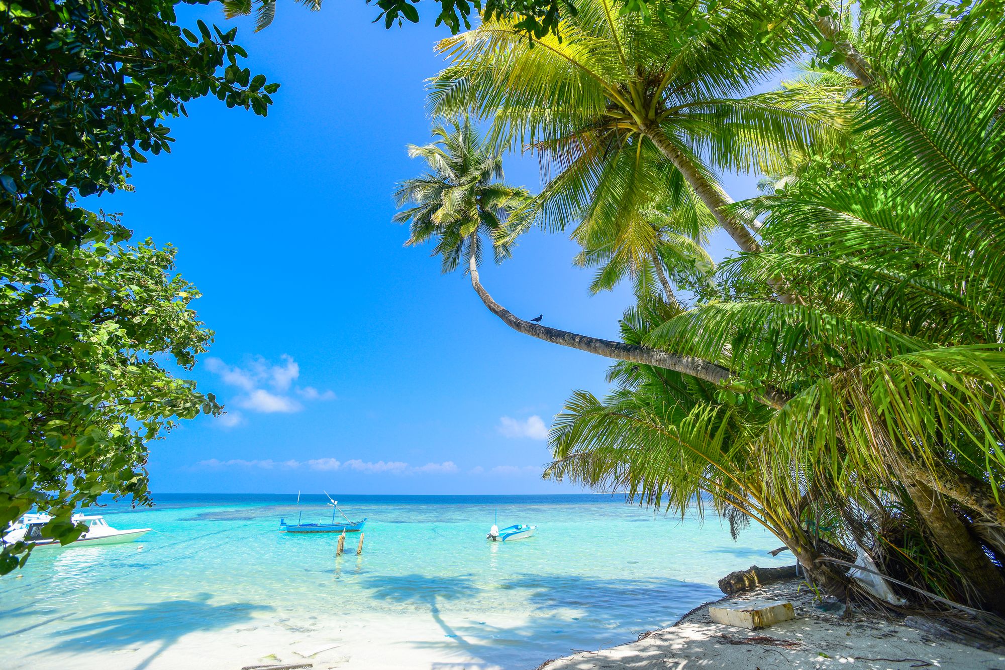 Palms leaning over a turquoise lagoon