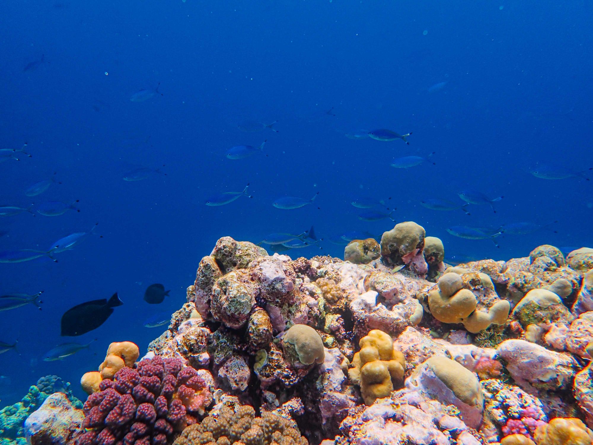 Coral reef and tropical fish
